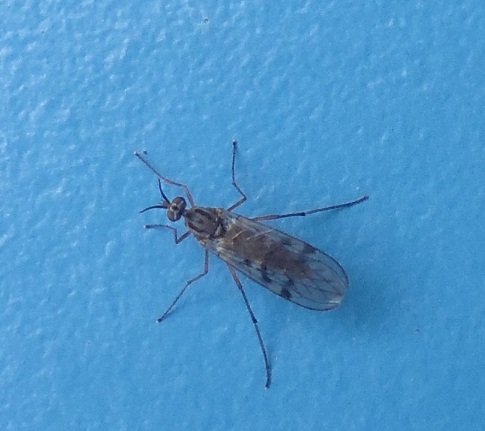 welke naam hoort bij deze vlieg